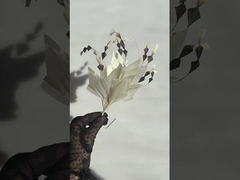 깃털 마운트 컬렉션